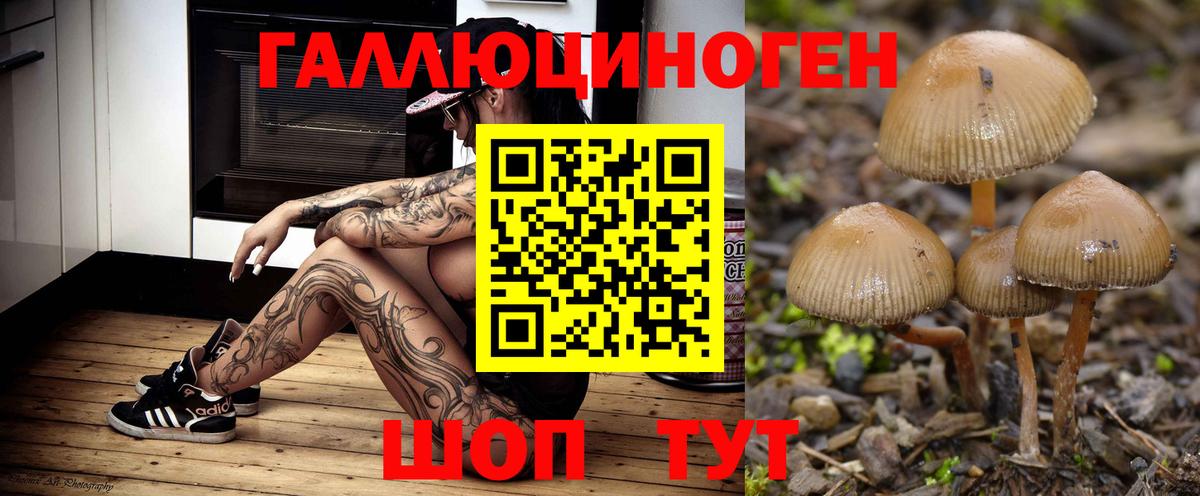Псилоцибиновые грибы Psilocybine cubensis  купить   Малгобек  Вход с VPN 